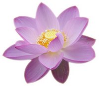 lotus flower